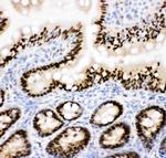 CtBP2 Antibody in Immunohistochemistry (Frozen) (IHC (F))