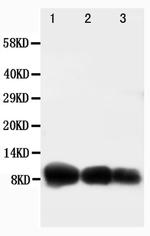 CXCL10 (IP-10) Antibody in Western Blot (WB)