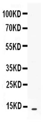 CXCL13 Antibody in Western Blot (WB)