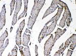 CXCL14 Antibody in Immunohistochemistry (Paraffin) (IHC (P))