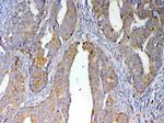 CXCL14 Antibody in Immunohistochemistry (Paraffin) (IHC (P))