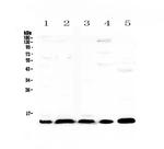 CXCL14 Antibody in Western Blot (WB)