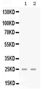 CXCL3 Antibody in Western Blot (WB)