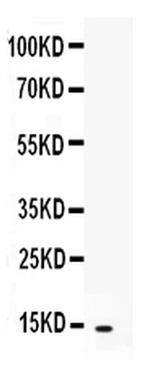 CXCL5 Antibody in Western Blot (WB)