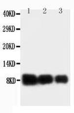 IL-8 (CXCL8) Antibody in Western Blot (WB)