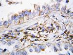 CXCL9 (MIG) Antibody in Immunohistochemistry (Paraffin) (IHC (P))