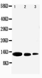 CXCL9 (MIG) Antibody in Western Blot (WB)
