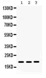 CXCL9 (MIG) Antibody in Western Blot (WB)