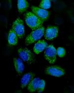 Cytochrome C Antibody in Immunocytochemistry (ICC/IF)