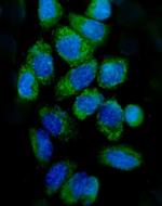 Cytochrome C Antibody in Immunocytochemistry (ICC/IF)