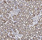 Cytochrome C Antibody in Immunohistochemistry (Paraffin) (IHC (P))