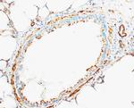 Cytochrome C Antibody in Immunohistochemistry (Frozen) (IHC (F))