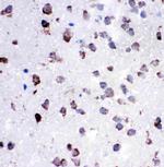 Cytochrome C Antibody in Immunohistochemistry (Paraffin) (IHC (P))