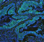 Cytochrome C Antibody in Immunohistochemistry (Paraffin) (IHC (P))