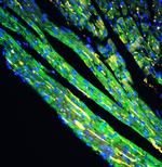 Cytochrome C Antibody in Immunohistochemistry (Paraffin) (IHC (P))