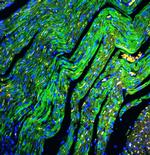 Cytochrome C Antibody in Immunohistochemistry (Paraffin) (IHC (P))