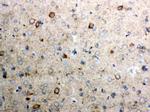 Cytochrome C Antibody in Immunohistochemistry (Paraffin) (IHC (P))