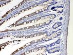 CYP2D6 Antibody in Immunohistochemistry (Paraffin) (IHC (P))