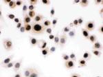 DAXX Antibody in Immunocytochemistry (ICC/IF)