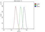 DDAH2 Antibody in Flow Cytometry (Flow)