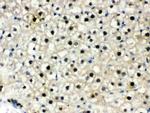 DDB1 Antibody in Immunohistochemistry (Paraffin) (IHC (P))