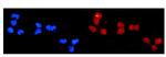 DDB2 Antibody in Immunocytochemistry (ICC/IF)