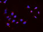 DDX4 Antibody in Immunocytochemistry (ICC/IF)