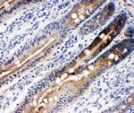 DDX4 Antibody in Immunohistochemistry (Frozen) (IHC (F))