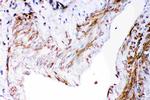 DHFR Antibody in Immunohistochemistry (Paraffin) (IHC (P))