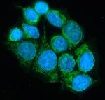 DLD Antibody in Immunocytochemistry (ICC/IF)