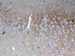 SAP102 Antibody in Immunohistochemistry (Paraffin) (IHC (P))