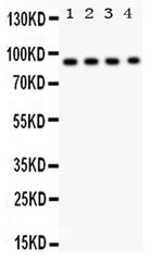 CD26 Antibody in Western Blot (WB)