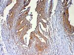 DYNLT1 Antibody in Immunohistochemistry (Paraffin) (IHC (P))