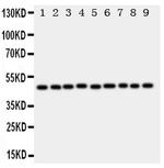 E2F2 Antibody in Western Blot (WB)