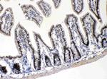 E2F4 Antibody in Immunohistochemistry (Paraffin) (IHC (P))