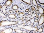 EBAG9 Antibody in Immunohistochemistry (Paraffin) (IHC (P))