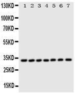 DCI Antibody in Western Blot (WB)