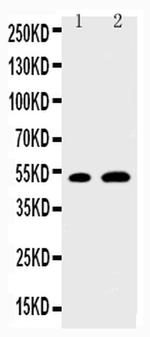 EGR2 Antibody in Western Blot (WB)