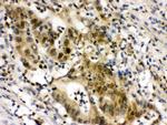 eIF6 Antibody in Immunohistochemistry (Paraffin) (IHC (P))