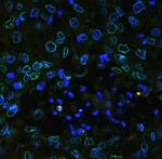 Emerin Antibody in Immunohistochemistry (Paraffin) (IHC (P))