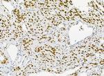 Emerin Antibody in Immunohistochemistry (Paraffin) (IHC (P))