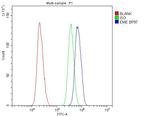 EME1 Antibody in Flow Cytometry (Flow)