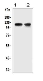 HIF-2 alpha Antibody in Western Blot (WB)