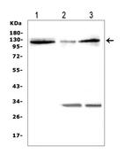 HIF-2 alpha Antibody in Western Blot (WB)