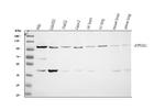 EphA1 Antibody in Western Blot (WB)