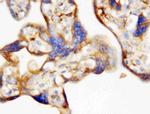 Epo Antibody in Immunohistochemistry (Paraffin) (IHC (P))