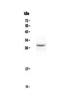 Epo Antibody in Western Blot (WB)