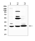 ERCC1 Antibody in Western Blot (WB)