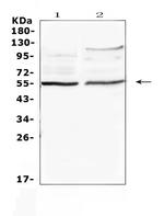 ETS1 Antibody in Western Blot (WB)