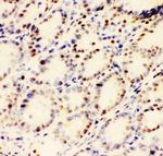 EWSR1 Antibody in Immunohistochemistry (Frozen) (IHC (F))